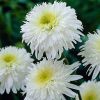 Leucanthemum Fiona Coghill